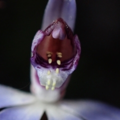 Cyanicula caerulea at Jerrabomberra, ACT - suppressed