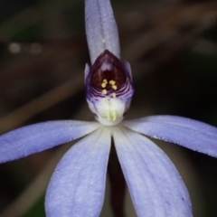 Cyanicula caerulea at Jerrabomberra, ACT - suppressed