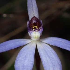 Cyanicula caerulea at Jerrabomberra, ACT - suppressed