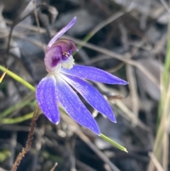 Cyanicula caerulea (Blue Fingers, Blue Fairies) at Wanniassa Hill - 10 Sep 2022 by AnneG1