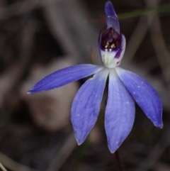 Cyanicula caerulea at Fadden, ACT - 10 Sep 2022