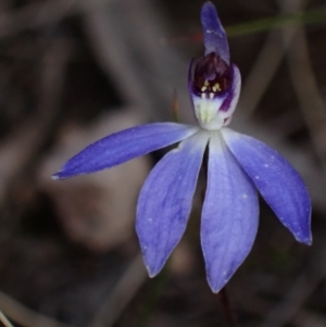 Cyanicula caerulea at Fadden, ACT - 10 Sep 2022