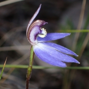 Cyanicula caerulea at Fadden, ACT - 10 Sep 2022