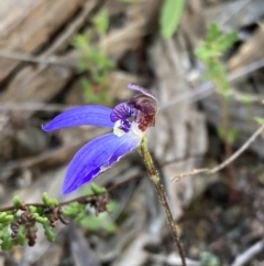 Cyanicula caerulea at Fadden, ACT - 10 Sep 2022