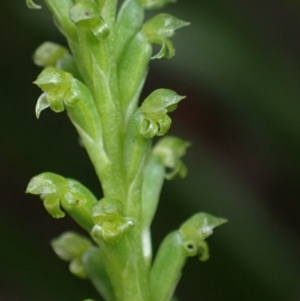 Microtis parviflora at Vincentia, NSW - suppressed