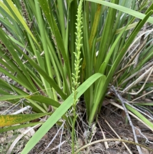 Microtis parviflora at Vincentia, NSW - suppressed