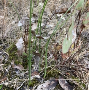 Microtis parviflora at Vincentia, NSW - 8 Sep 2022