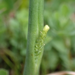 Microtis parviflora at Vincentia, NSW - 8 Sep 2022