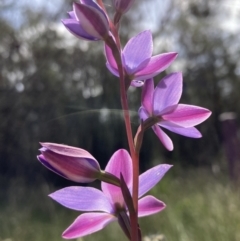 Thelymitra ixioides (Dotted Sun Orchid) at Vincentia, NSW - 8 Sep 2022 by AnneG1