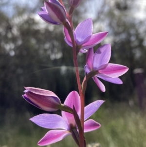 Thelymitra ixioides at Vincentia, NSW - 8 Sep 2022