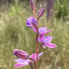 Thelymitra ixioides at Vincentia, NSW - suppressed