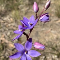 Thelymitra ixioides at Vincentia, NSW - 8 Sep 2022