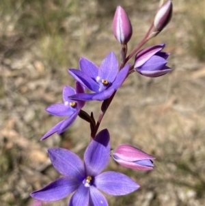 Thelymitra ixioides at Vincentia, NSW - 8 Sep 2022