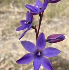 Thelymitra ixioides at Vincentia, NSW - 8 Sep 2022