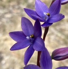 Thelymitra ixioides at Vincentia, NSW - 8 Sep 2022