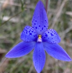 Thelymitra ixioides (Dotted Sun Orchid) at Vincentia, NSW - 8 Sep 2022 by AnneG1