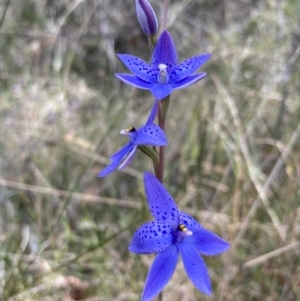 Thelymitra ixioides at Vincentia, NSW - suppressed