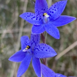 Thelymitra ixioides at Vincentia, NSW - suppressed