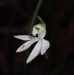 Caladenia catenata (White Fingers) at Jervis Bay National Park - 4 Sep 2022 by AnneG1