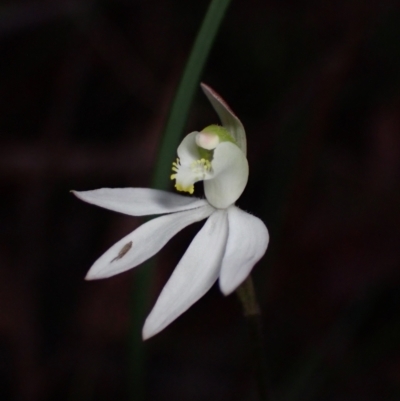 Caladenia catenata (White Fingers) at Jervis Bay National Park - 4 Sep 2022 by AnneG1