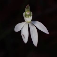 Caladenia catenata at Huskisson, NSW - suppressed