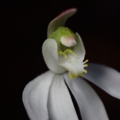 Caladenia catenata at Huskisson, NSW - suppressed