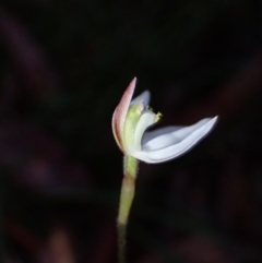 Caladenia catenata at Huskisson, NSW - suppressed