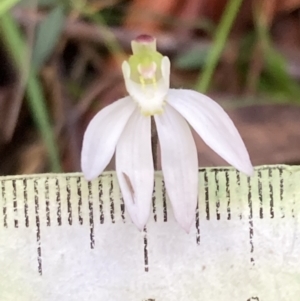 Caladenia catenata at Huskisson, NSW - suppressed