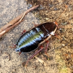 Drymaplaneta sp. (genus) at Wanniassa, ACT - 12 Sep 2022