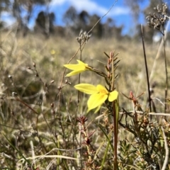 Diuris chryseopsis (Golden Moth) at Goorooyarroo NR (ACT) - 12 Sep 2022 by JasonC