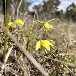 Diuris chryseopsis at Throsby, ACT - suppressed