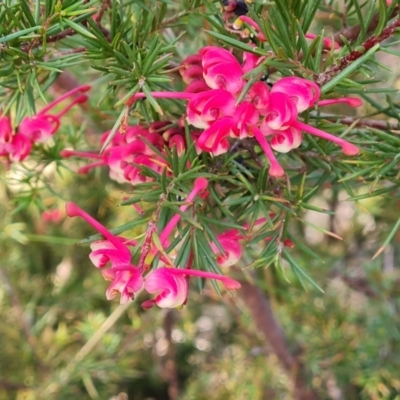 Grevillea rosmarinifolia subsp. rosmarinifolia (Rosemary Grevillea) at Farrer Ridge - 13 Sep 2022 by Mike