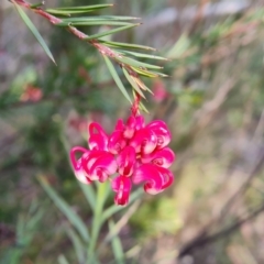 Grevillea rosmarinifolia subsp. rosmarinifolia at Farrer, ACT - 13 Sep 2022