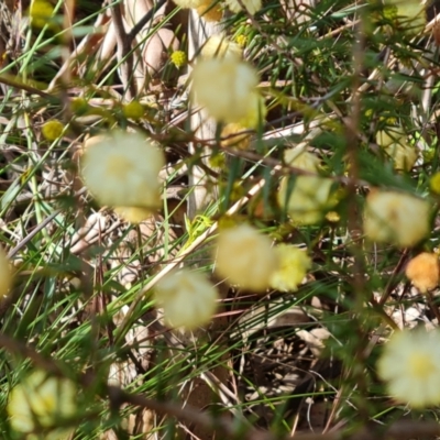 Acacia ulicifolia (Prickly Moses) at Farrer, ACT - 13 Sep 2022 by Mike