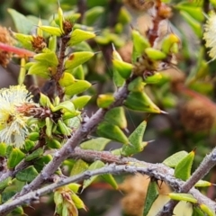 Acacia gunnii (Ploughshare Wattle) at Farrer, ACT - 13 Sep 2022 by Mike