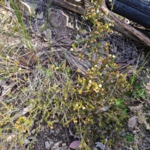 Acacia gunnii at Farrer, ACT - 13 Sep 2022