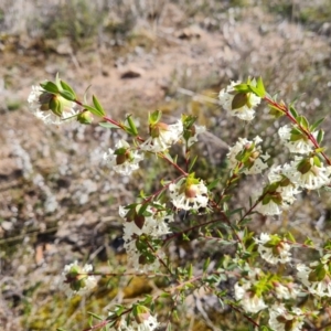 Pimelea linifolia subsp. linifolia at Farrer, ACT - 13 Sep 2022 02:48 PM