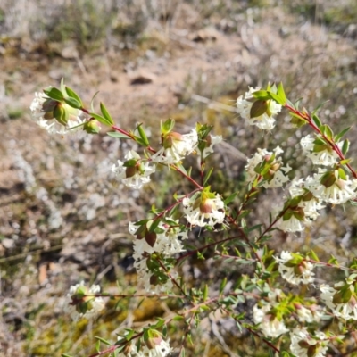 Pimelea linifolia subsp. linifolia (Queen of the Bush, Slender Rice-flower) at Farrer, ACT - 13 Sep 2022 by Mike