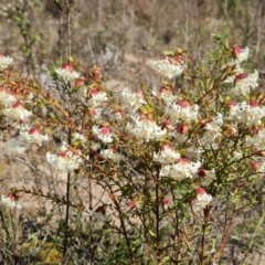 Pimelea linifolia subsp. linifolia at Farrer, ACT - 13 Sep 2022