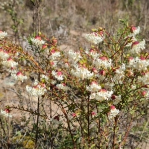 Pimelea linifolia subsp. linifolia at Farrer, ACT - 13 Sep 2022