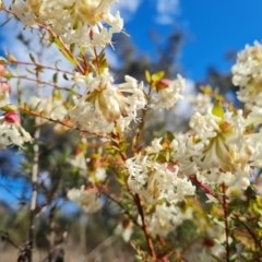 Pimelea linifolia subsp. linifolia at Farrer, ACT - 13 Sep 2022