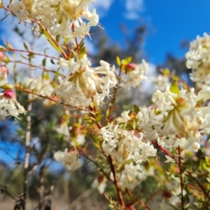 Pimelea linifolia subsp. linifolia at Farrer, ACT - 13 Sep 2022