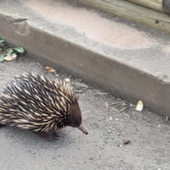 Tachyglossus aculeatus (Short-beaked Echidna) at Wingecarribee Local Government Area - 13 Sep 2022 by GlossyGal