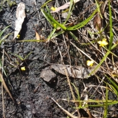 Utricularia gibba (Bladderwort) at Marcus Beach, QLD - 13 Sep 2022 by Fuschia