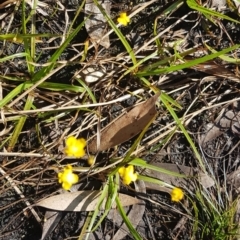 Utricularia gibba at Marcus Beach, QLD - 13 Sep 2022