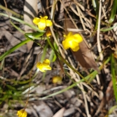 Utricularia gibba at Marcus Beach, QLD - 13 Sep 2022