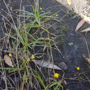 Utricularia gibba at Marcus Beach, QLD - 13 Sep 2022