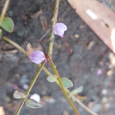 Utricularia dichotoma at Marcus Beach, QLD - 13 Sep 2022 by Fuschia