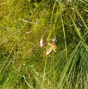 Blandfordia grandiflora at Marcus Beach, QLD - suppressed