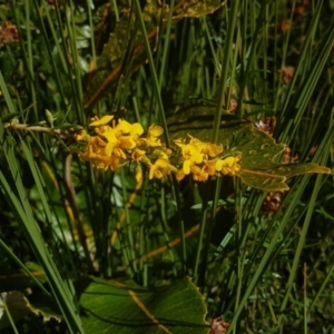 Dillwynia floribunda at Marcus Beach, QLD - 13 Sep 2022 02:18 PM